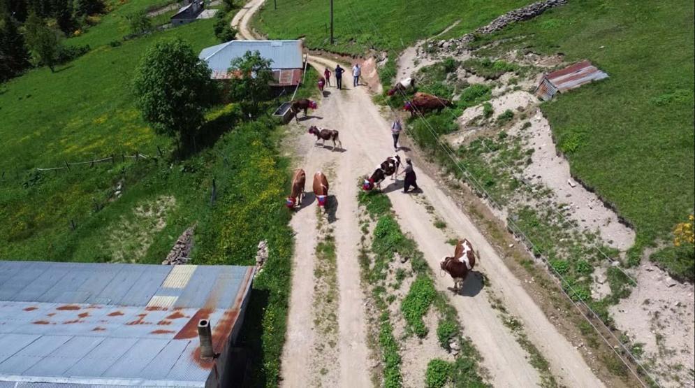 Karadeniz’de Asırlardır Yaşatılan Gelenek Türkülü, Manili Yayla Göçünden Renkli Görüntüler