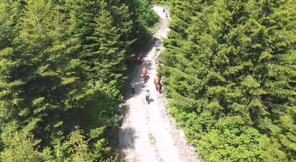 Karadeniz’de Asırlardır Yaşatılan Gelenek Türkülü, Manili Yayla Göçünden Renkli Görüntüler