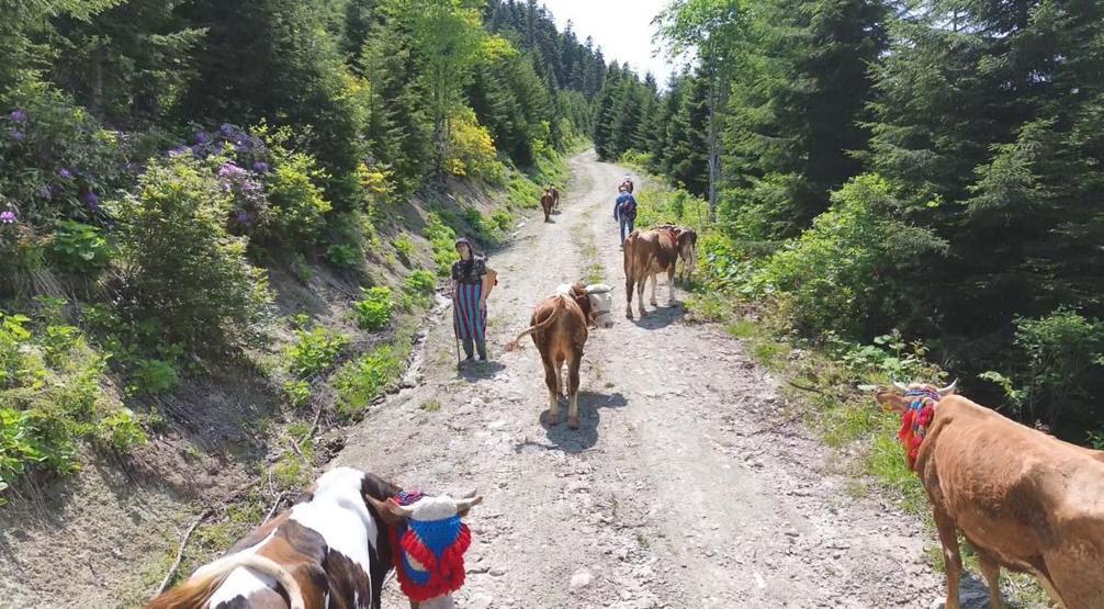 Karadeniz’de Asırlardır Yaşatılan Gelenek Türkülü, Manili Yayla Göçünden Renkli Görüntüler