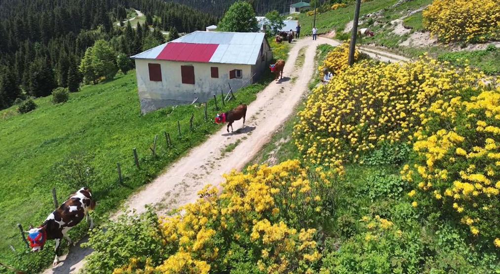 Karadeniz’de Asırlardır Yaşatılan Gelenek Türkülü, Manili Yayla Göçünden Renkli Görüntüler