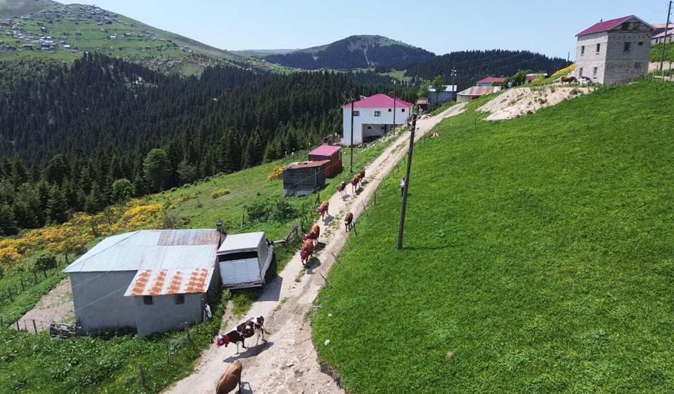 Karadeniz’de Asırlardır Yaşatılan Gelenek Türkülü, Manili Yayla Göçünden Renkli Görüntüler