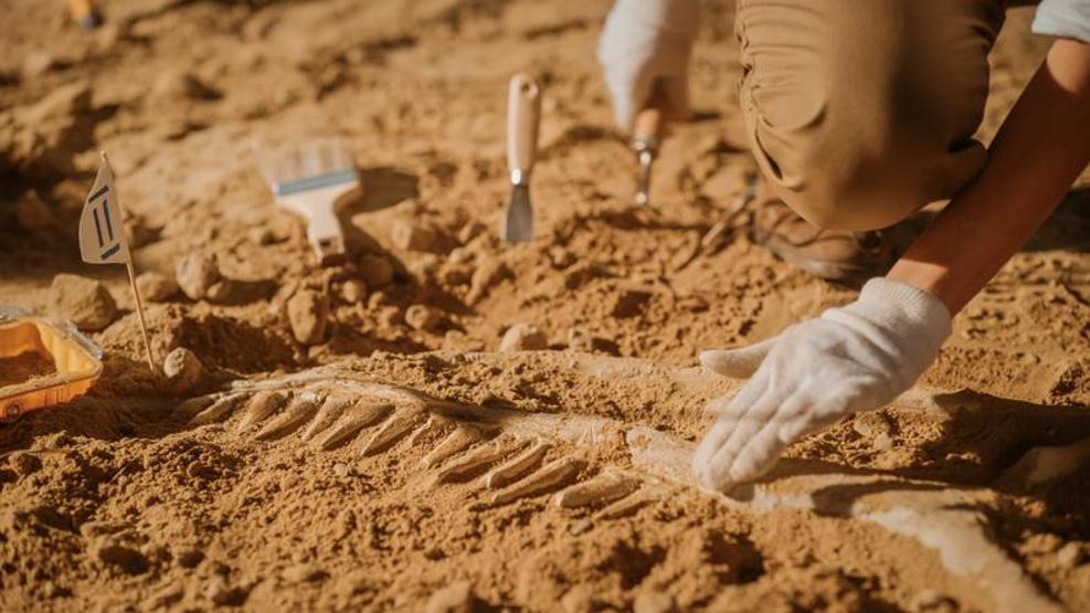 Moğolistan’ın Ejderha Prensi... 86 milyon yıllık yeni tür keşfedildi: 750 kilogram ağırlığında