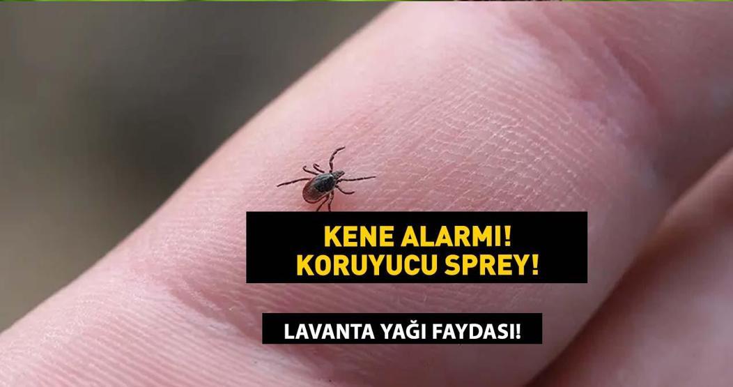 KENE KOVUCU SPREY Bu karışım keneleri uzaklaştırıyor Keneye karşı doğal çözüm, etkili ilaç
