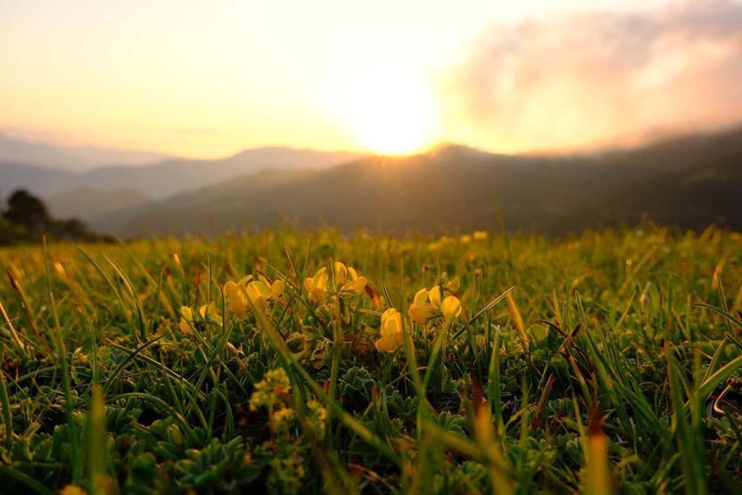 Zigana Dağını Adeta Kucaklıyor Sarı Zifin Çiçekleri Ziganayı Renklendirdi... İşte O Manzara
