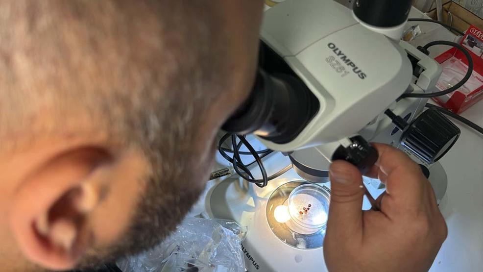 Türkiyede Son 15 Yılda 10 Farklı Kene Türü Tespit Edildi Uzmanı Artış Sebebini Açıkladı Peki İnsan Sağlığı Açısından Risk Var mı