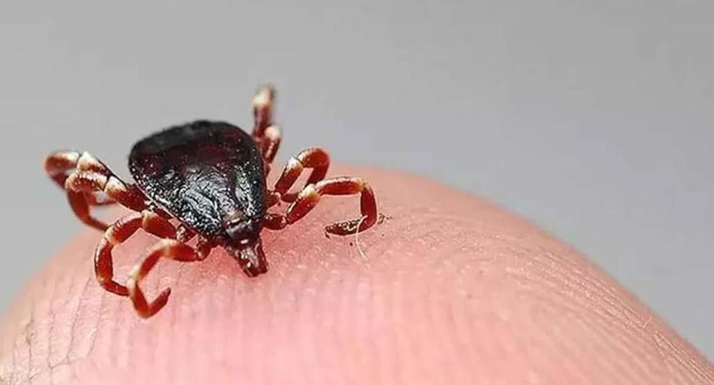 Kene Riski En Yüksek 5 İlimiz Uzman İsim Bu Bölgelere Dikkat Dedi, Uyardı: Bu Yıl Vaka Sayısı Fazla Olacak İşte Kenelerin En Sık Görüldüğü Alanlar