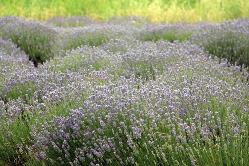 Edirne’de ‘Lavanta Tarla Günleri’ başladı