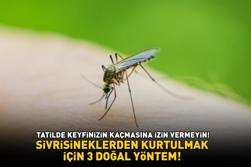 Yaz aylarının korkulu rüyası sivrisineklerden kurtulmak için 3 doğal yöntem Vücut ve ev için özel formül 4 malzeme ile hazırlanıyor