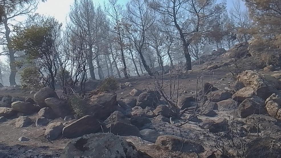 Manisada orman yangını 1 mahalle tahliye edildi