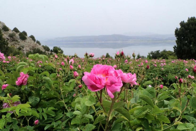 TATİL TERCİHLERİNDE YENİ TREND Deniz, Kum, Güneş Yerine TARIM TURİZMİ Lavanta, Gül, Zeytin... Festivallere Yoğun İlgi Var