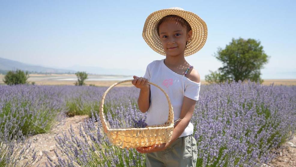 Lavanta tarlalarında mor bir şölen: Festival hasatla başladı, koku atölyeleri mest etti