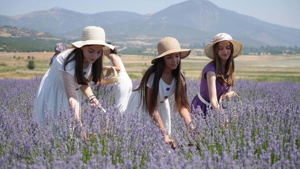 Lavanta tarlalarında mor bir şölen: Festival hasatla başladı, koku atölyeleri mest etti