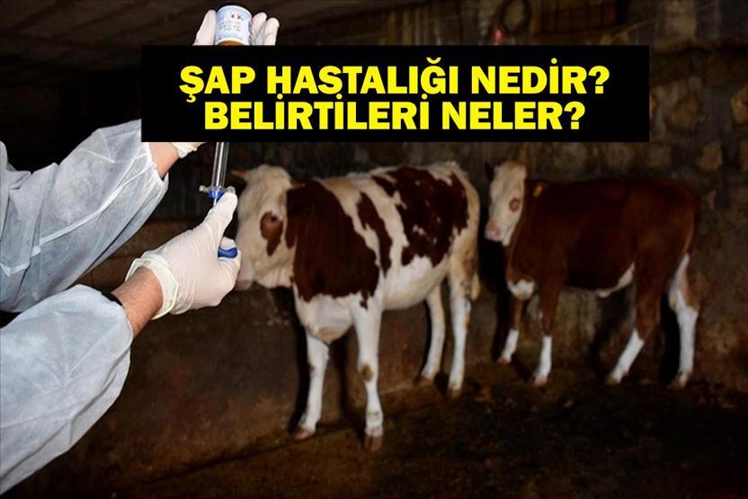ŞAP HASTALIĞI NEDİR Şap Hastalığı Nasıl Bulaşır İnsana Bulaşır Mı Şap Hastalığı Belirtileri Neler