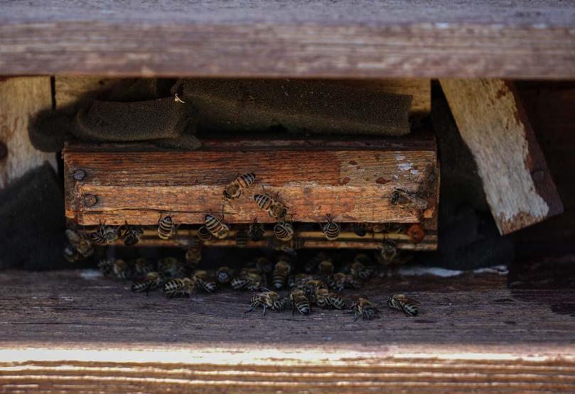 Alerji, Solunum Ve Bağışıklık Sistemi Sorunu Yaşayanlar Soluğu Burada Alıyor Yeni Şifa Kaynağı Arı Havası