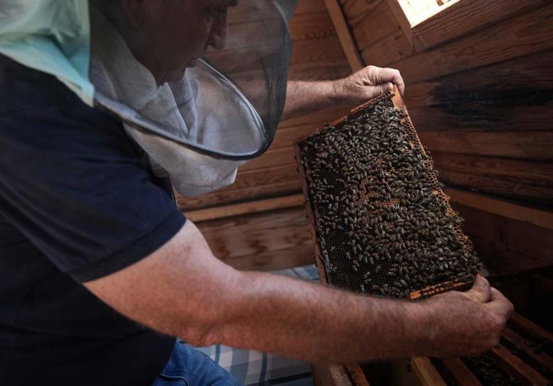 Alerji, Solunum Ve Bağışıklık Sistemi Sorunu Yaşayanlar Soluğu Burada Alıyor Yeni Şifa Kaynağı Arı Havası