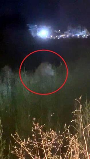 Manavgat’ta firari aslan vurularak etkisiz hale getirildi Dehşet anlarını anlattı: Bir süre boğuştuk