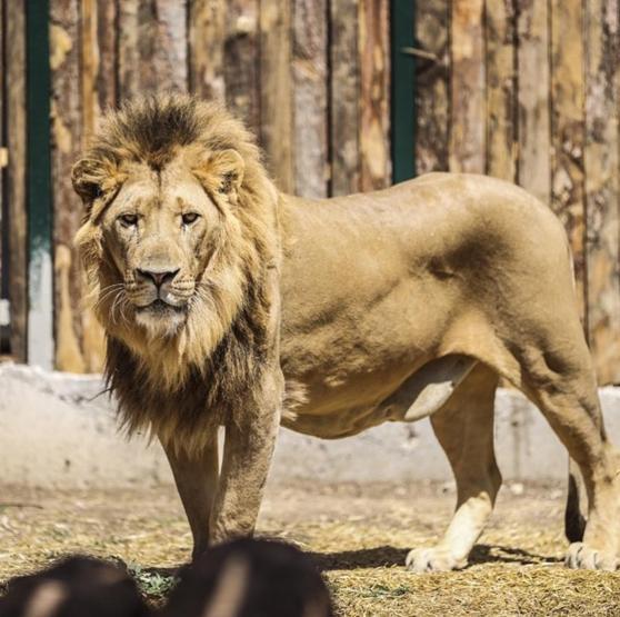 Manavgat’ta firari aslan vurularak etkisiz hale getirildi Dehşet anlarını anlattı: Bir süre boğuştuk