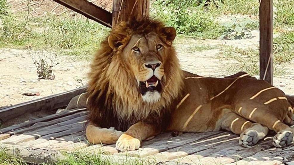 Manavgat’ta firari aslan vurularak etkisiz hale getirildi Dehşet anlarını anlattı: Bir süre boğuştuk
