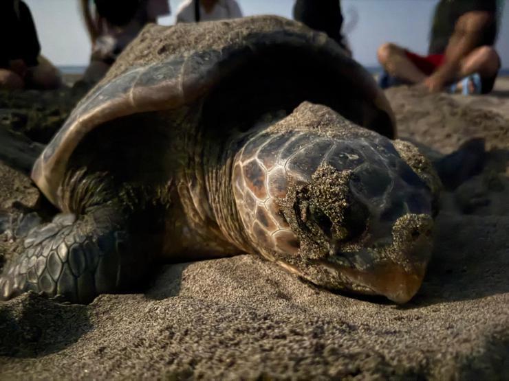 Akdenizin incisi Patara eylem planı ile korunacak: İşte belirlenen 5 hedef