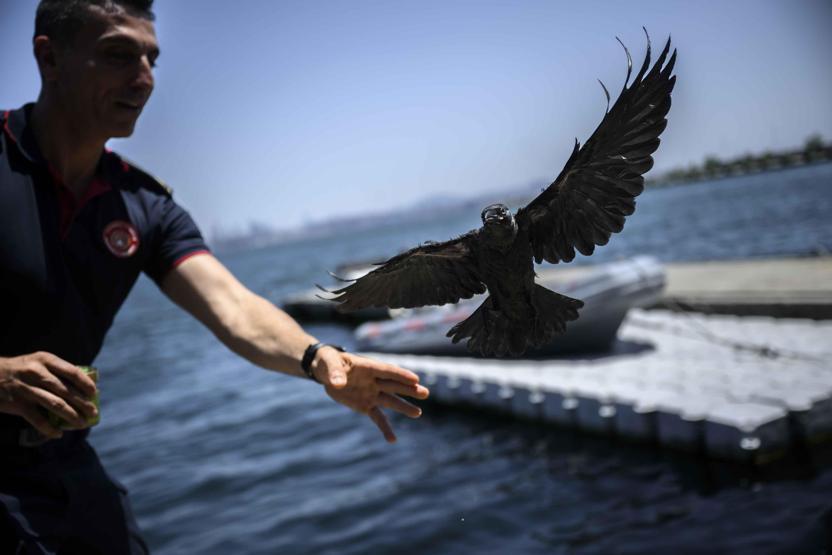 Yavruyken kurtarıldı, büyüyünce bırakmadı: İşte itfaiye ekibinin kanatlı üyesi Zeytin