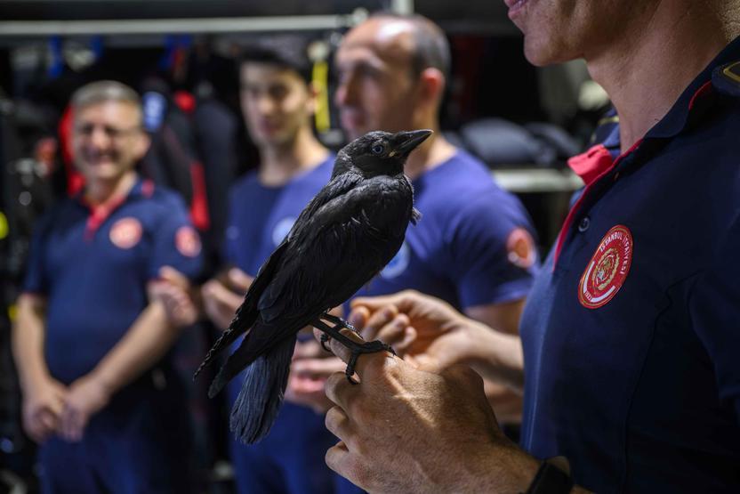 Yavruyken kurtarıldı, büyüyünce bırakmadı: İşte itfaiye ekibinin kanatlı üyesi Zeytin