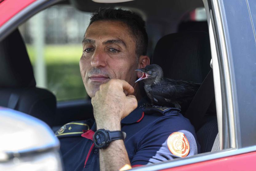 Yavruyken kurtarıldı, büyüyünce bırakmadı: İşte itfaiye ekibinin kanatlı üyesi Zeytin