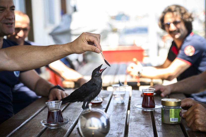 Yavruyken kurtarıldı, büyüyünce bırakmadı: İşte itfaiye ekibinin kanatlı üyesi Zeytin