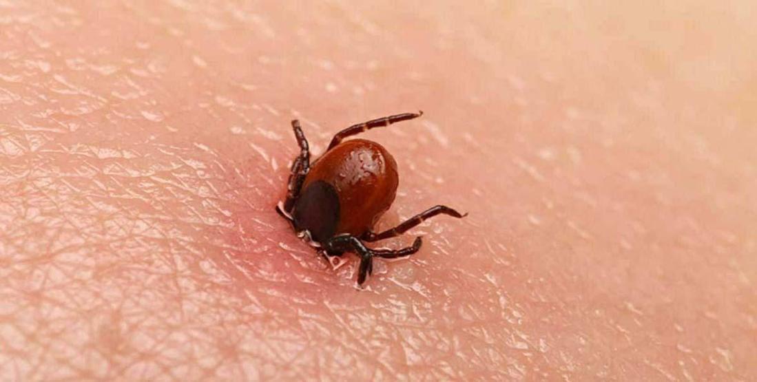 İstanbuldan Sonra Şimdi de İzmirde Kene Alarmı