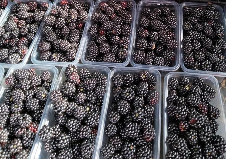 KANSER VE TÜMÖR HÜCRELERİNİN BÜYÜMESİNİ ENGELLİYOR Mucize Meyve Faydaları İle Şaşırtıyor