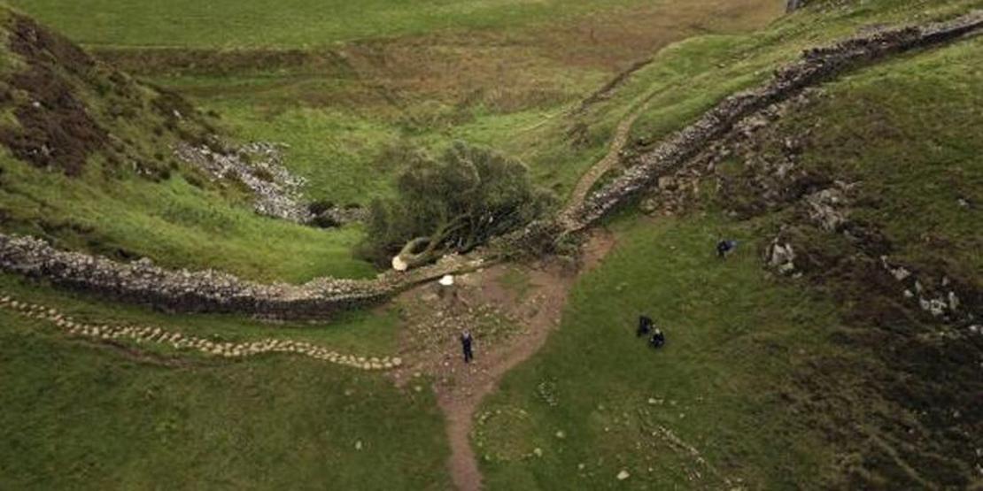 Tam 200 yıllıktı... İngilterenin ikonik ağacını kestiler Cezaları belli oldu