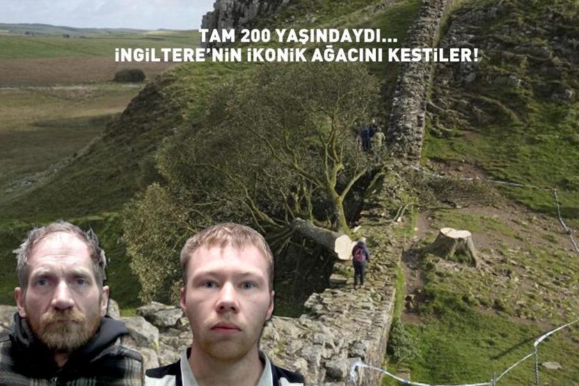 Tam 200 yıllıktı... İngilterenin ikonik ağacını kestiler Cezaları belli oldu