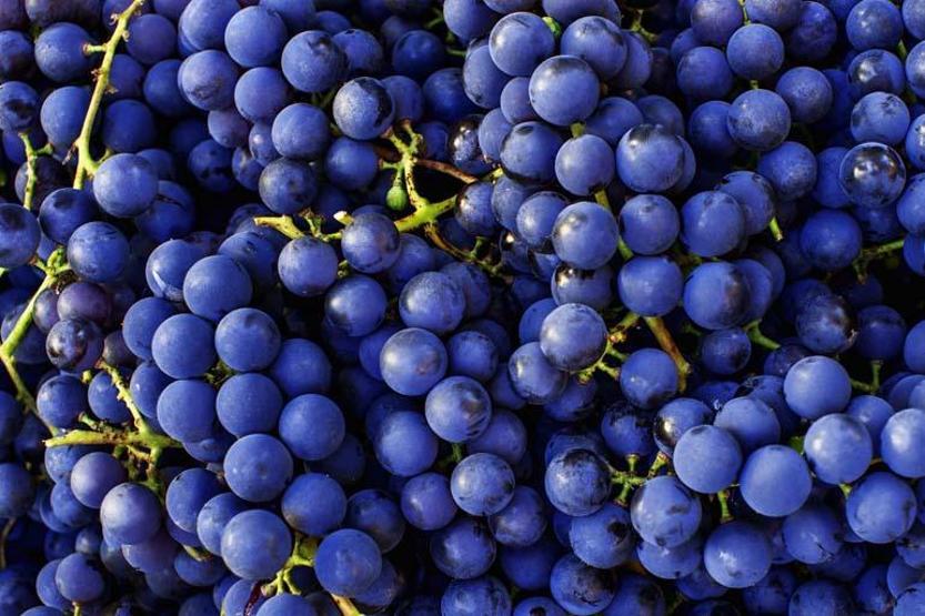 GENÇLEŞTİREN MEYVE C, K, B6 Vitamini, Mineral, Antioksidan Ne Ararsanız Var Kalp, Kilo, Kemik, Cilt... Faydası Say Say Bitmiyor Ancak Tüketirken DİKKAT