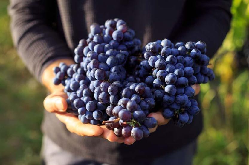 GENÇLEŞTİREN MEYVE C, K, B6 Vitamini, Mineral, Antioksidan Ne Ararsanız Var Kalp, Kilo, Kemik, Cilt... Faydası Say Say Bitmiyor Ancak Tüketirken DİKKAT
