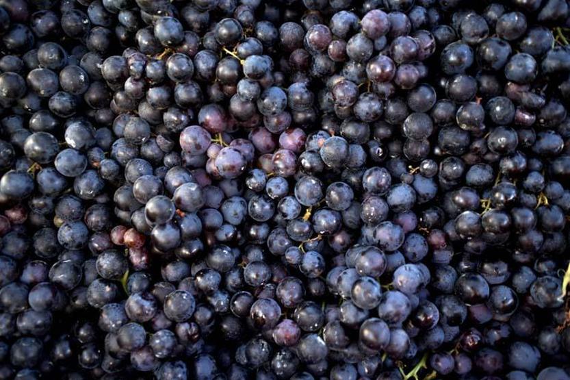 GENÇLEŞTİREN MEYVE C, K, B6 Vitamini, Mineral, Antioksidan Ne Ararsanız Var Kalp, Kilo, Kemik, Cilt... Faydası Say Say Bitmiyor Ancak Tüketirken DİKKAT
