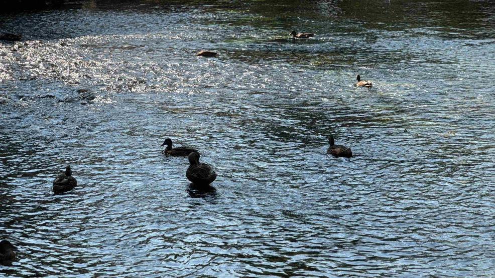 NASAnın Hayran Kaldığı Kadın Azmağı Alarm Veriyor Su seviyesi 35 santimetre düştü...