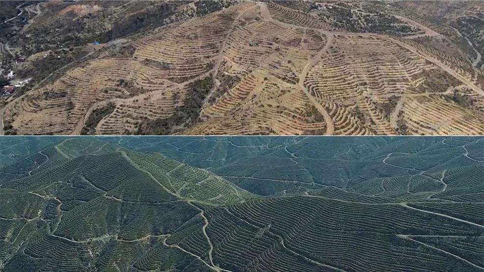 5 yıl önce yanmıştı... Dikilen fidanlarla orman yeniden yeşerdi