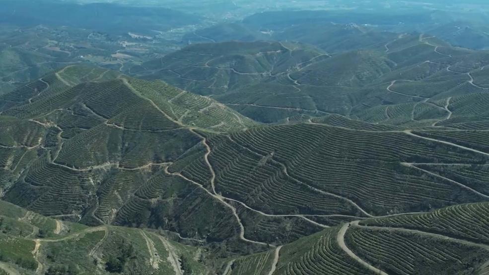 5 yıl önce yanmıştı... Dikilen fidanlarla orman yeniden yeşerdi
