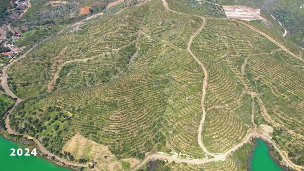 5 yıl önce yanmıştı... Dikilen fidanlarla orman yeniden yeşerdi