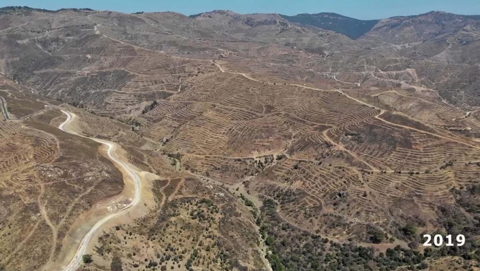 5 yıl önce yanmıştı... Dikilen fidanlarla orman yeniden yeşerdi