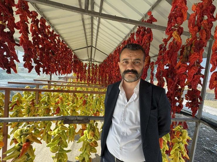 Ata Tohumundan Üretiliyor Tescilli Lezzet Kale Biberinin Sofralara Yolculuğu Başladı