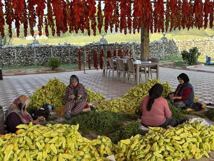 Ata Tohumundan Üretiliyor Tescilli Lezzet Kale Biberinin Sofralara Yolculuğu Başladı