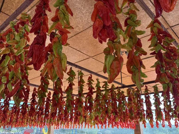 Ata Tohumundan Üretiliyor Tescilli Lezzet Kale Biberinin Sofralara Yolculuğu Başladı