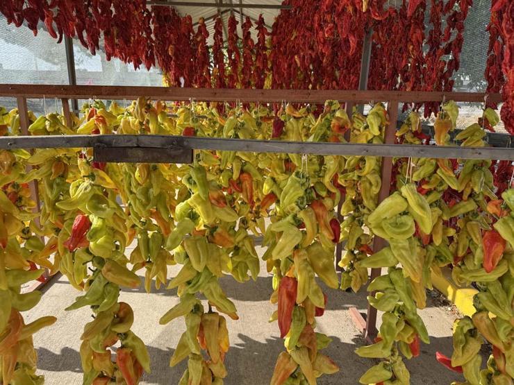 Ata Tohumundan Üretiliyor Tescilli Lezzet Kale Biberinin Sofralara Yolculuğu Başladı