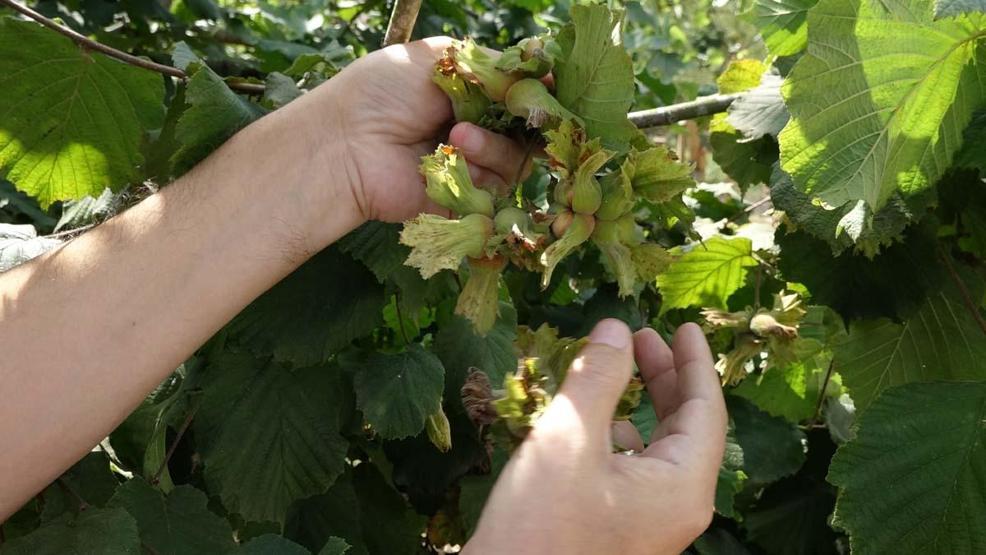 Fındık hasadında gizli tehlike; toz alerjik reaksiyonları artırıyor