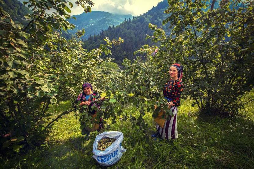 Fındık hasadında gizli tehlike; toz alerjik reaksiyonları artırıyor