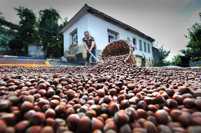 Fındık hasadında gizli tehlike; toz alerjik reaksiyonları artırıyor
