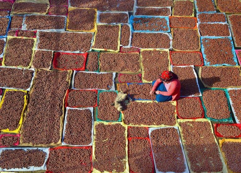 Fındık hasadında gizli tehlike; toz alerjik reaksiyonları artırıyor