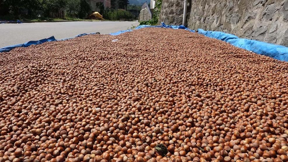 Fındık hasadında gizli tehlike; toz alerjik reaksiyonları artırıyor