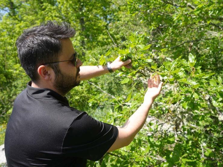 Kastamonuda, Rusyadan gelen polen tespit edildi: Polen alerjisi olanları ağustos ve eylül aylarında etkiliyor