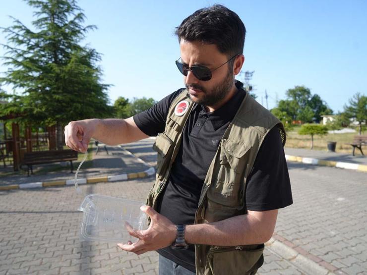 Kastamonuda, Rusyadan gelen polen tespit edildi: Polen alerjisi olanları ağustos ve eylül aylarında etkiliyor